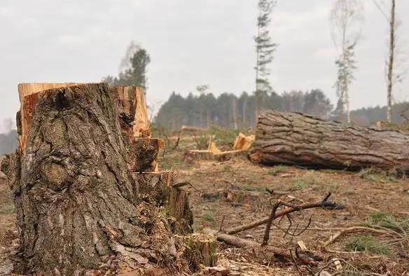 无证砍伐树木立案标准 2023年无证砍伐树木多少会被判刑?