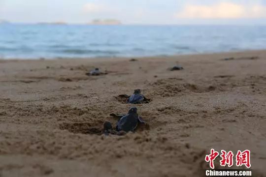 中国首例全人工繁殖的第一窝海龟宝宝在广东诞生